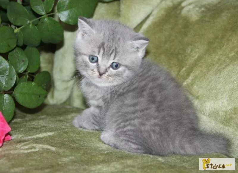 карликовая шотландская вислоухая кошка. шотландский вислоухий котенок серый. вислоухая серая девочка. британская вислоухая кошка. вислоухий британец серый 2 месяца.