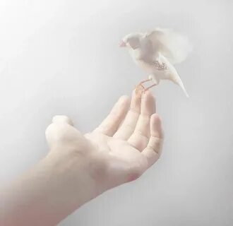 Bird in hand