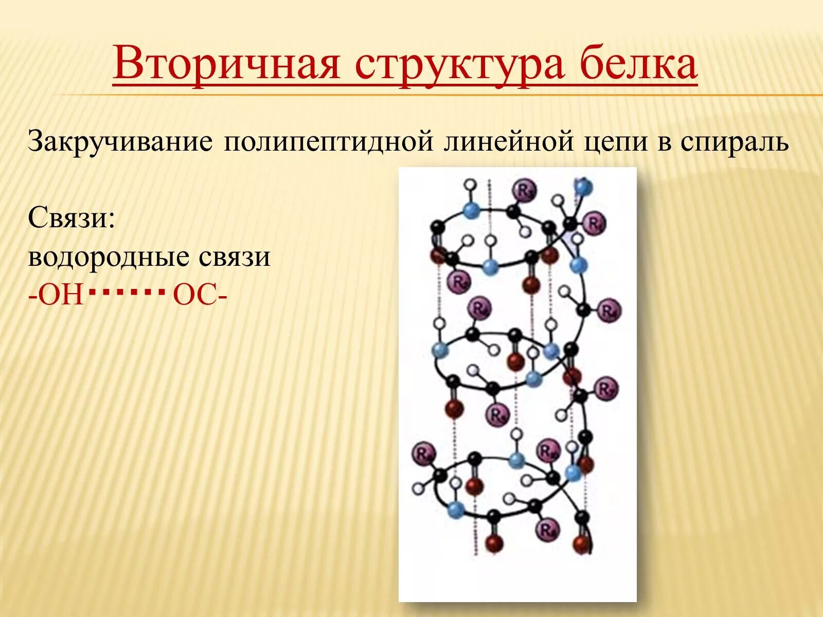 Цепочка белка. Вторичная структура полипептидной цепи. вторичная структура полипептидной цепи белка. водородные связи во вторичной структуре белка. структура белка в полипептидной цепи.