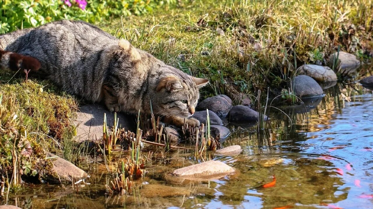 Животные рыбацкого. Кот рыбак. Кот на рыбалке. Ловись рыбка большая прикол. Кот ловит рыбу.