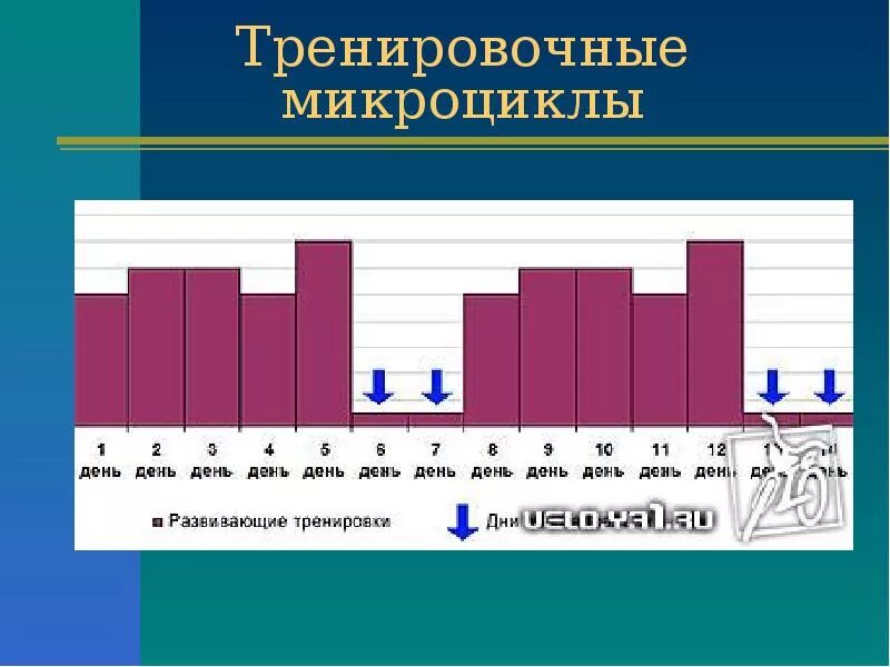 Микроцикл в спорте. Тренировочные микроциклы. Микроцикл мезоцикл макроцикл. Микроциклы тренировки. Схема микроциклов.