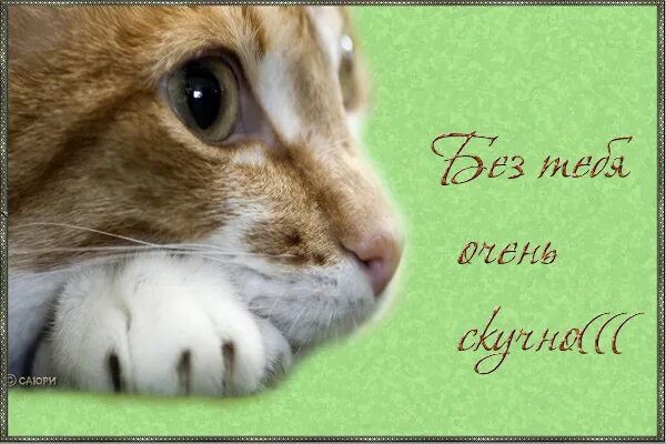 цитаты про работу смешные. ты приедешь. стих про любимых собак. жду тебя. я скучаю очень очень.