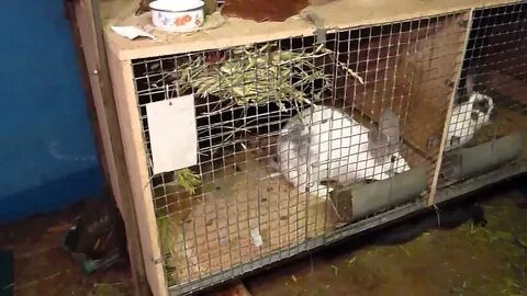 Кролики клетка видео