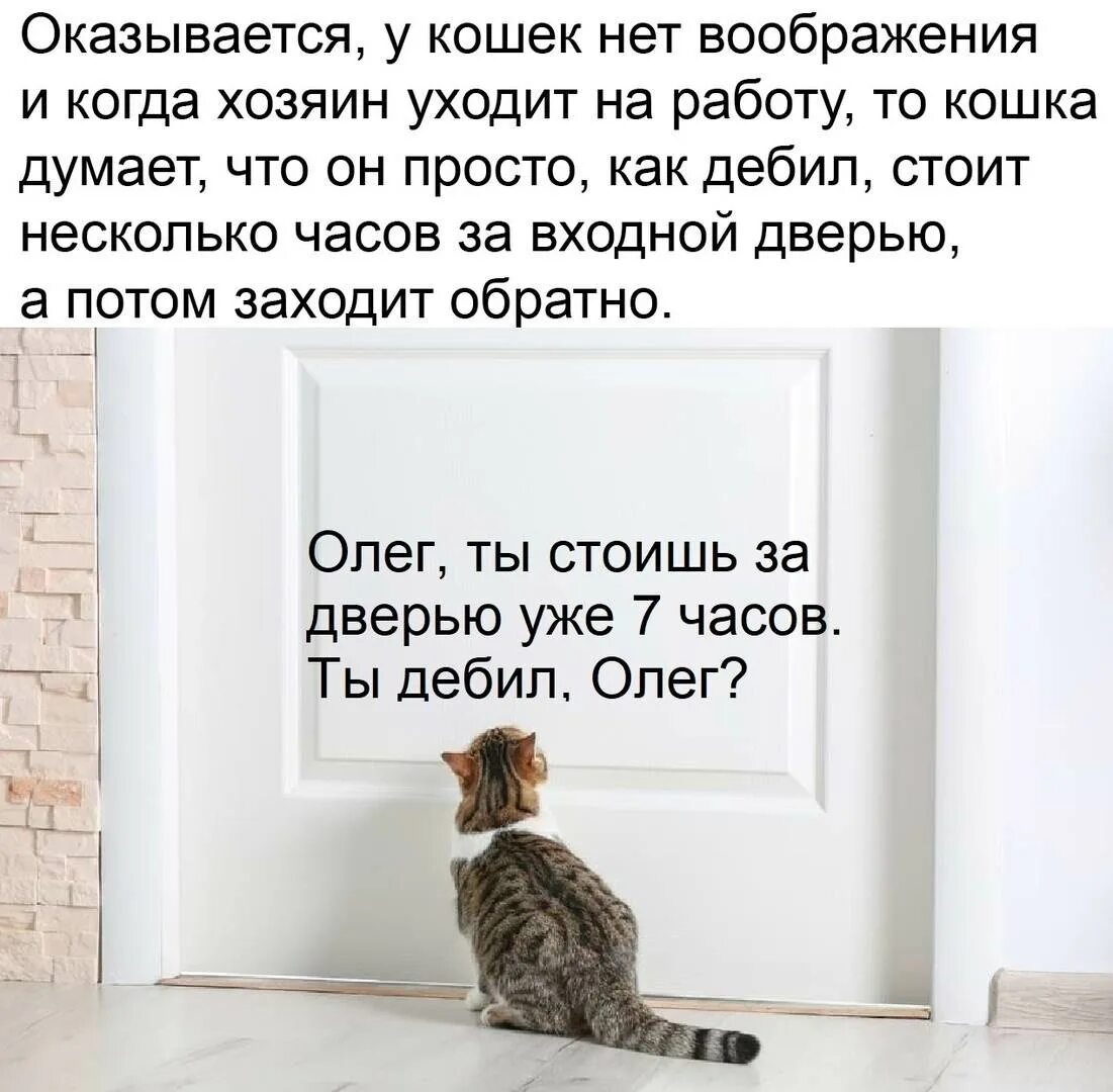 Кошка пришла и ушла. Оказывается у кошек нет воображения. Оказывается у кошек нет воображения и когда хозяин уходит на работу. Когда хозяин на работе. Помогите кошкам.