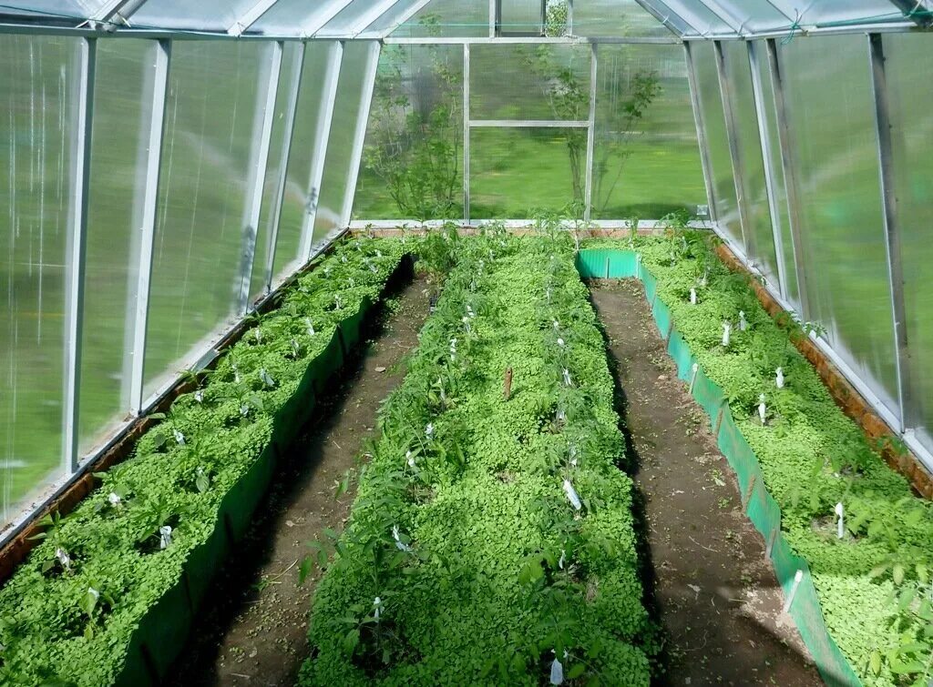 Горчица сидерат теплица. Томаты и огурцы в одной теплице. Теплица с помидорами. Грядки в теплицу. Теплица с огурцами.