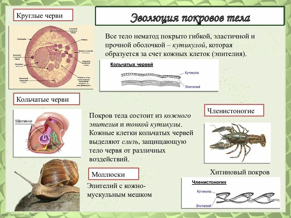 Эволюция беспозвоночных. Эволюция всех систем органов животных. Эволюция беспозвоночных животных. Системы органов беспозвоночных.