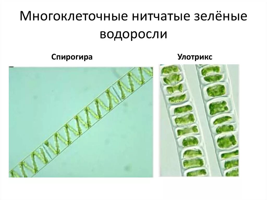 К какому относится спирогира. Нитчатые зеленые водоросли улотрикс. Многоклеточная нитчатая зелёная водоросль спирогира. Улотрикс и спирогира. Размножение многоклеточной водоросли улотрикс.