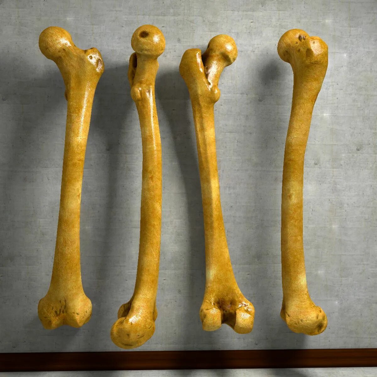Три дня кости. Фемур кость. Femur Bone. Трубчатая бедренная кость. Бедренная кость 3 д анатомия.