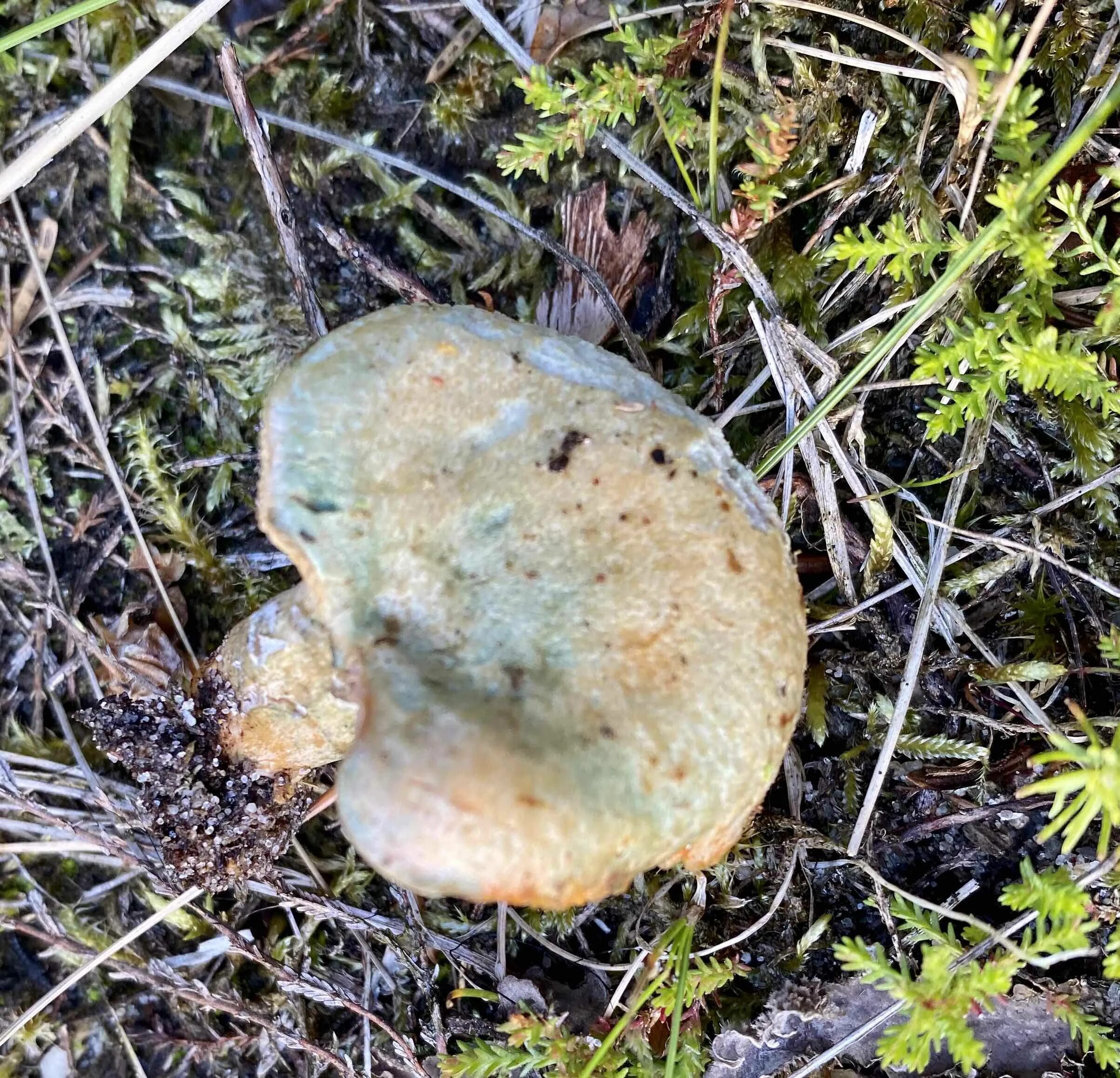 Груша рыжик. Рыжик и еловик. Рыжик Сосновый/Боровой (Lactarius deliciosus);. Еловик гриб. Груздь еловик гриб.