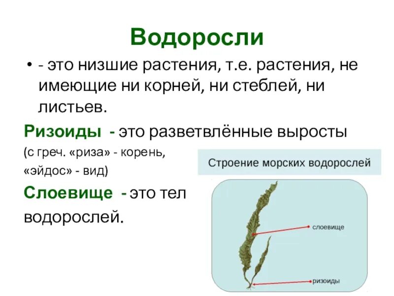 Какие функции выполняют ризоиды мхов. Водоросли биология 6 класс ризоиды. строение водорослей 5 класс. строение водорослей 4 класс. строение ламинарии низшие растения.