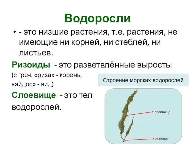 Почему водоросли назвали водорослями. Строение водорослей 3 класс. Строение водоросли ламинарии. Строение водорослей 4 класс. Водоросли строение кратко 2 класс.