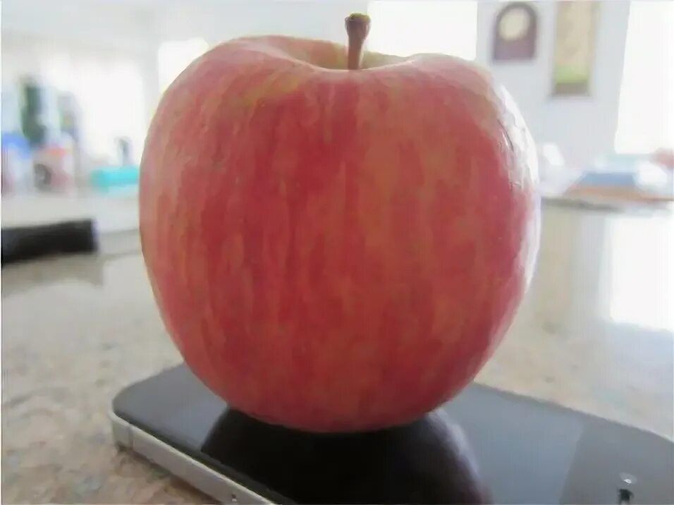 В 2 вазах по 18 яблок. Огромное яблоко. Самое большое яблоко. Вес большого яблока. Самое огромное яблоко в мире.