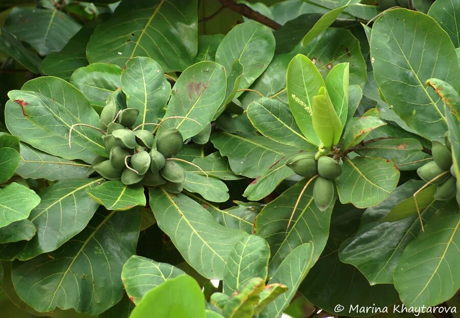 Terminalia catappa. терминалия. терминалия катаппа (terminalia catappa),. терминалия индийский миндаль. терминалия фердинанда.