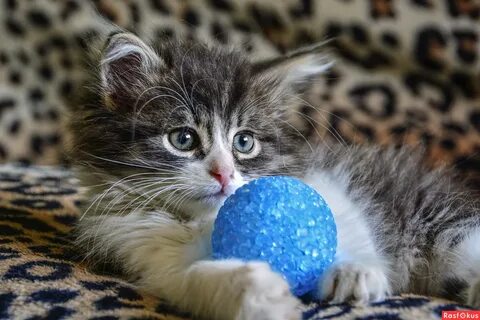 Котик с мячиком
