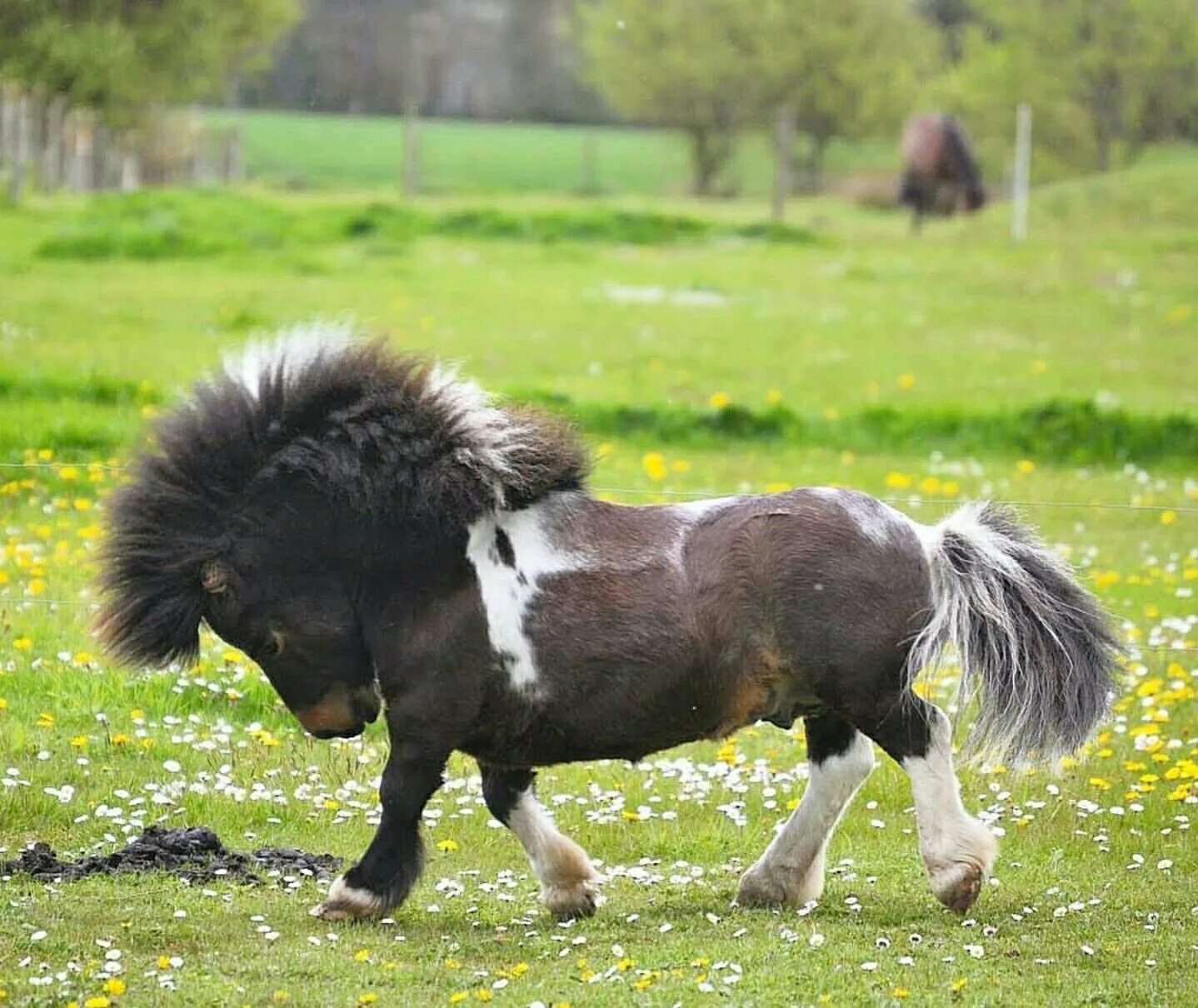 Mini pony. Лошади породы Фалабелла. Карликовая лошадка Фалабелла. Пони Фалабелла. Пони лошадь Фалабелла.