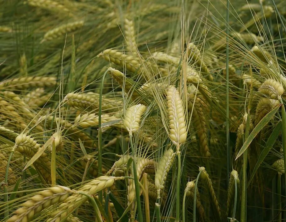 Из каких зерновых культур делают хлеб. Полевые культуры зерновые. Пшеница растение. Злаковые растения. Злаки культурные растения.