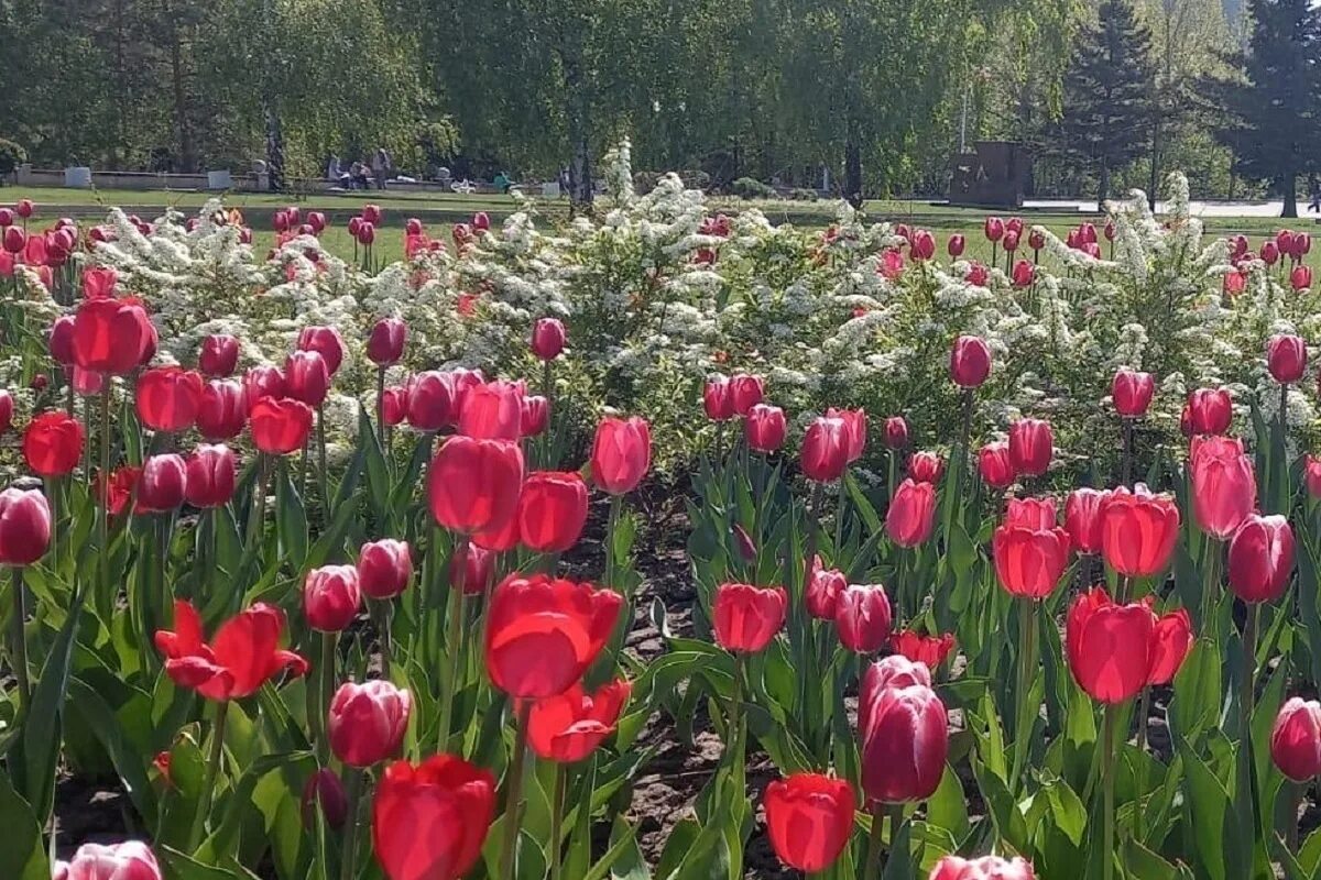 Обской бульвар барнаул. Растения барнаула. Клумбы города новосибирска площадь калинина. Цветы на улицу многолетние. Растения барнаула.