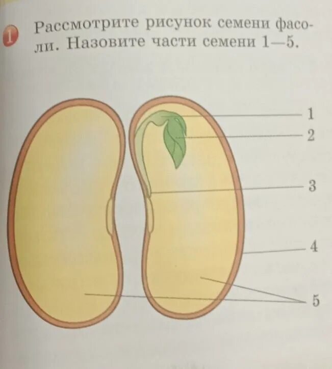 Рисунок семени. Строение семени двудольного растения фасоли рисунок. Семя фасоли биология. Зародыш семени фасоли. Семена фасоли биология.