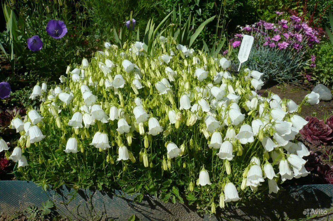 Колокольчик ложечницелистный (Campanula cochleariifolia). Колокольчик ложечницелистный Элизабет Оливер. Колокольчик ложечницелистный белый.