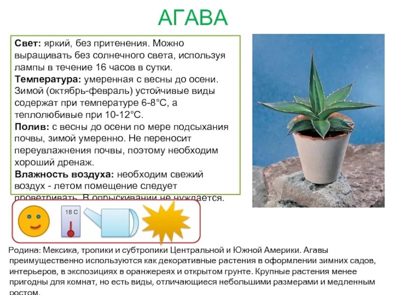 Год какого растения. Паспорт комнатных растений Агава. Агава паспорт растения для детского сада. Паспорт комнатных растений алоэ. Паспорт алоэ для детского сада.