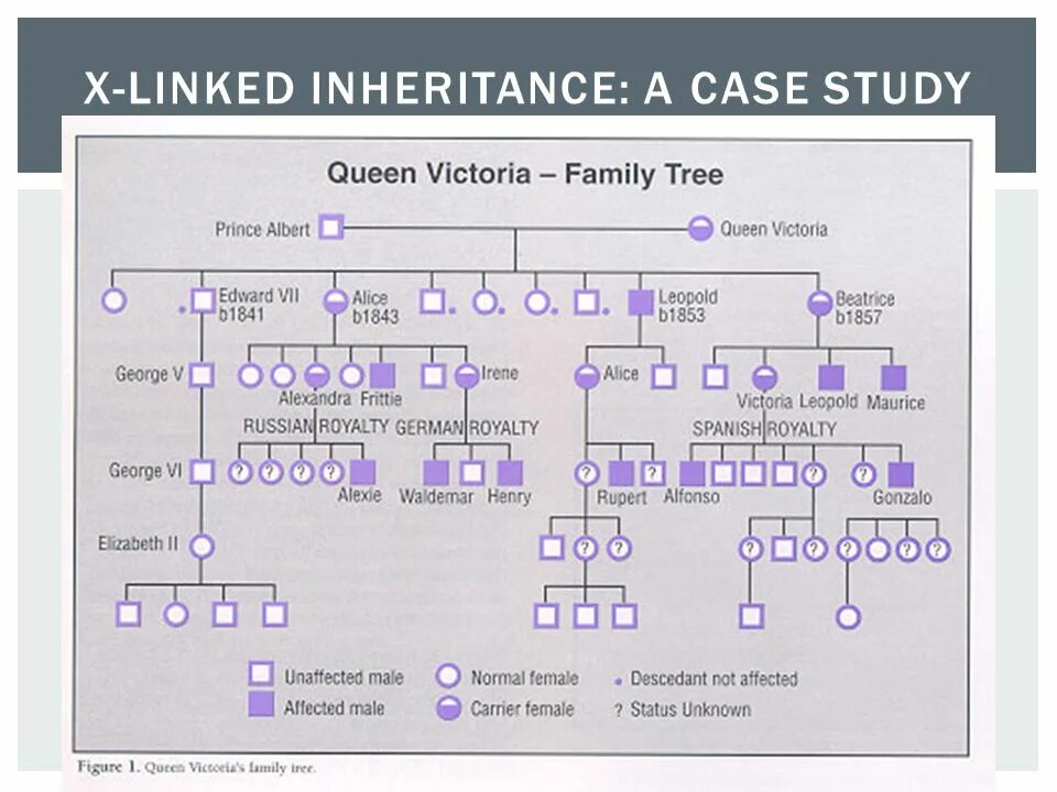 Queen trees. Queen trees