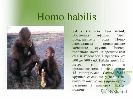 Представитель homo