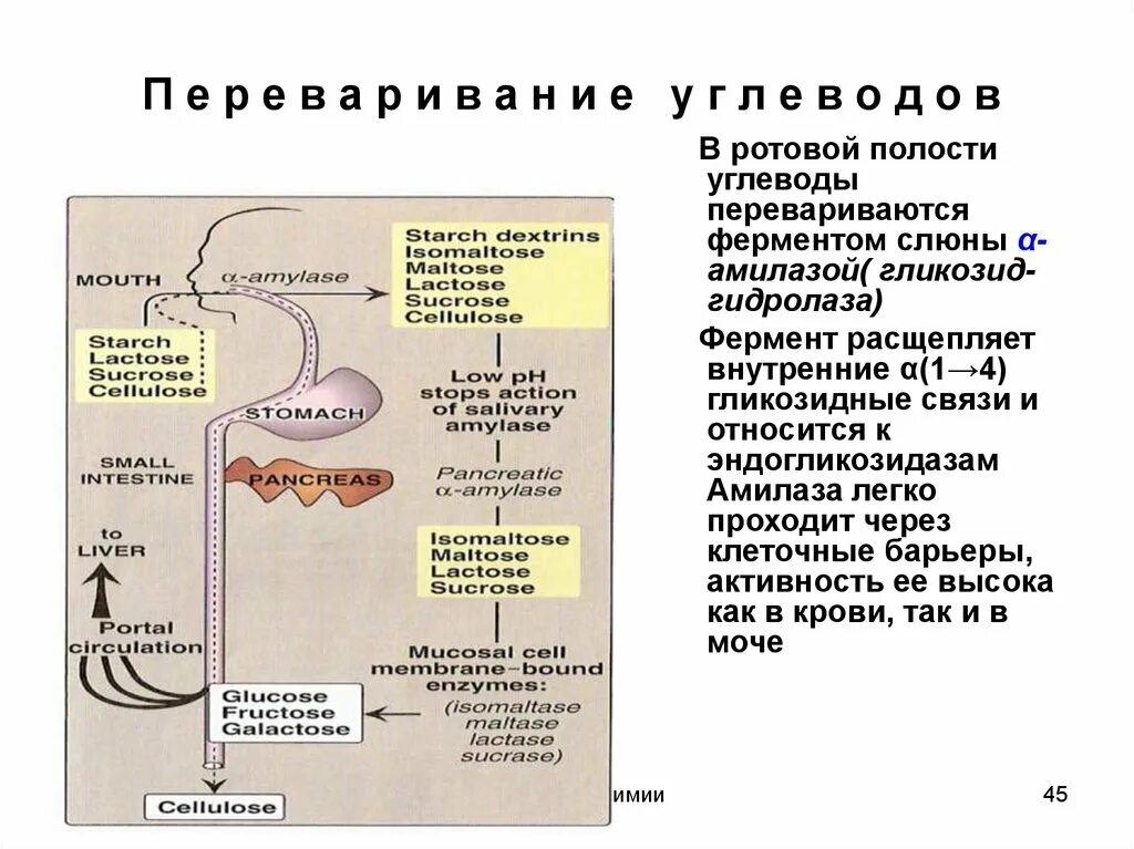 Переваривание углеводов в ротовой полости. Расщепление углеводов в ротовой полости. Этапы переваривания углеводов. Углеводы перевариваются в.