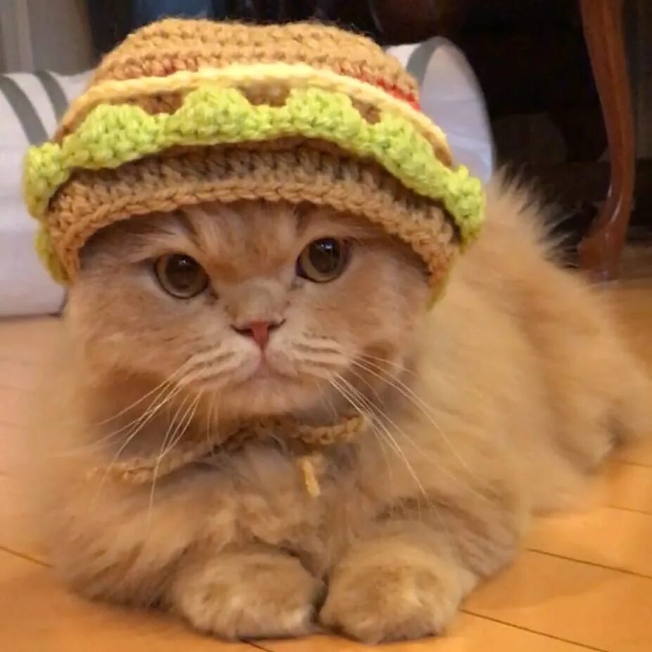 Кота какой нибудь. Кошка с резинкой на голове. каких нибудь котиков. каких нибудь котов мне современных. кошка как капуста одетая.