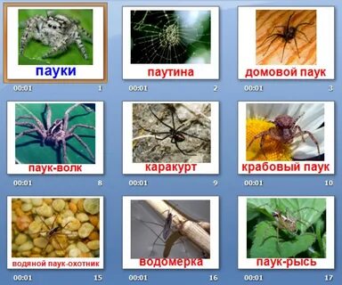 Список пауков