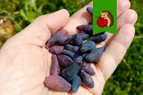 Удобрение для жимолости осенью