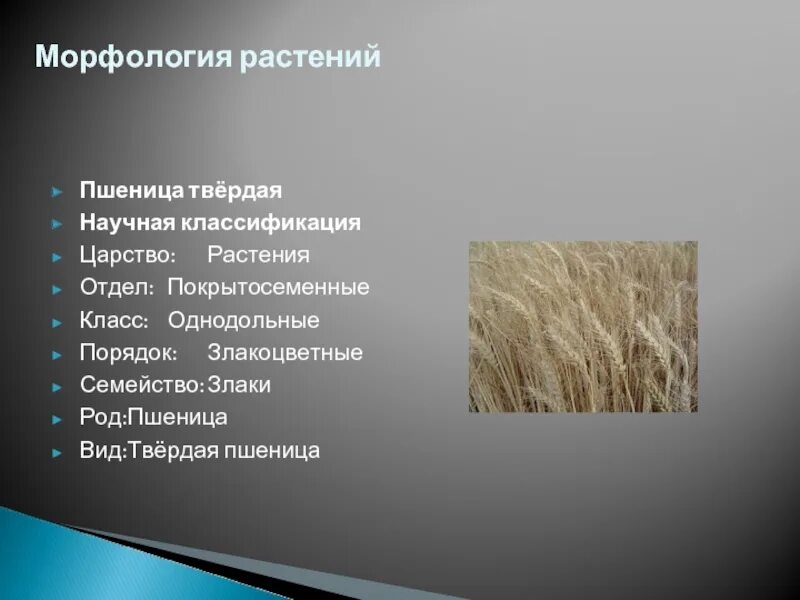 Какие классификации пшеницы вы знаете. Семейство злаковые пшеница. Систематика растений пшеница. Семейство злаковые классификация. Пшеница классификация растения.