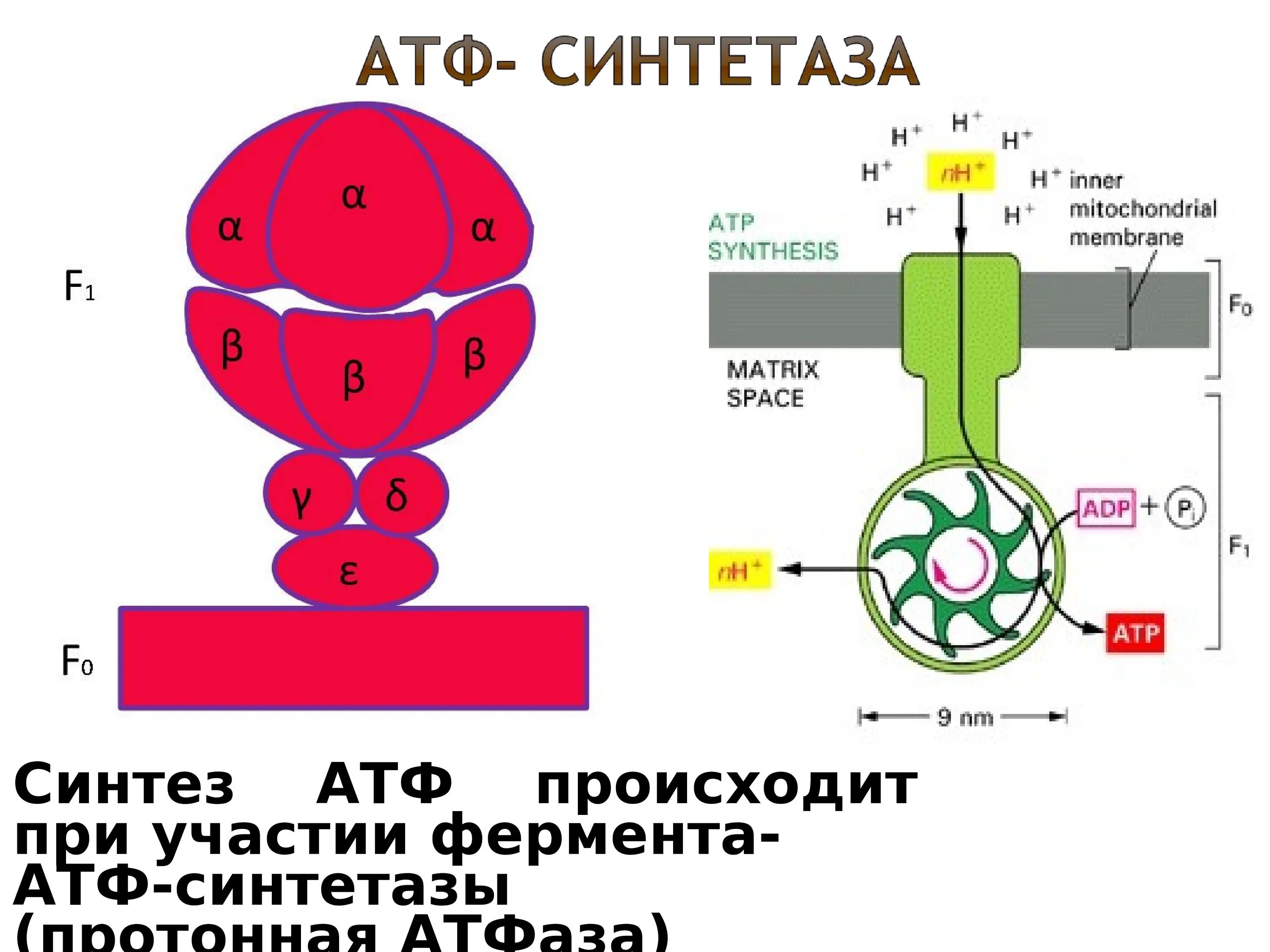 АТФ синтаза. Строение протонной АТФ синтетазы схема. Строение АТФ синтетазы. АТФ синтаза строение.