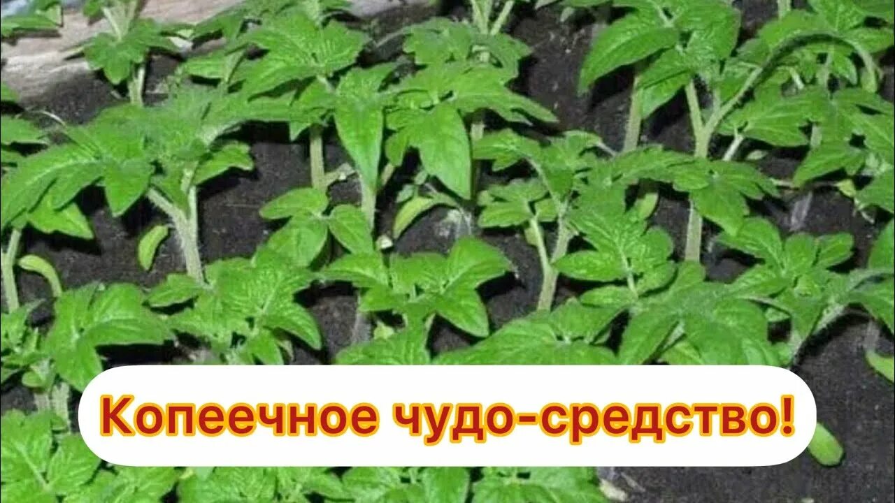 Купить рассаду помидор на авито. Рассада томатов в кассетах. Рассада помидор и перца. Рассада томатов фото. Томаты рассада с плодами.