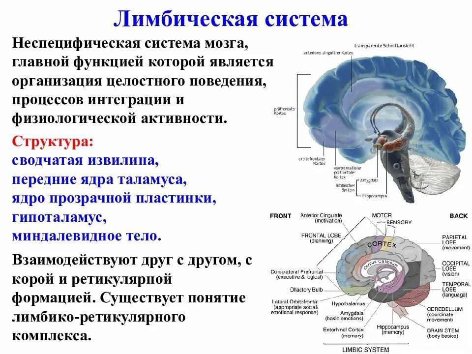 Лимбическая система мозга структура и функции. Строение мозга человека лимбическая система. Лимбическая система строение и функции анатомия. Неспецифическая система мозга строение и функции. Неспецифические изменения мозга