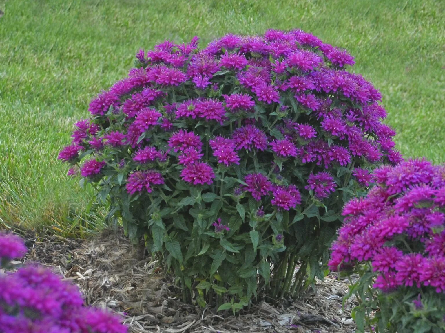 Многолетние цветы 30 см. Монарда Purple Lace. Монарда би Пюр. Монарда гибридная 'grape Gumball'. Низкорослая монарда многолетняя.