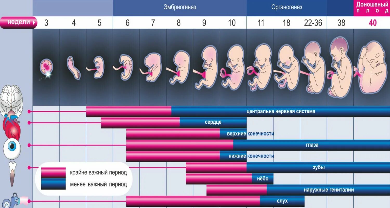 Период развития эмбриона и плода по неделям. Развитие ребёнка эмбриона по месяцам. Стадии формирования ребенка в утробе матери.