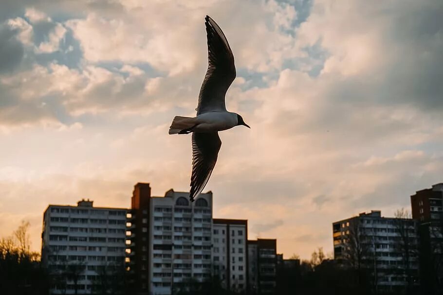 Летают птицы над домом. Летают птицы над домом. Птицы над городом. Стая голубей. Летают птицы над домом.