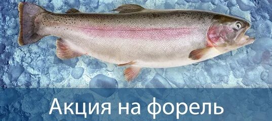 Тони рыба. Оранжевый карп. Тони рыба. Тони рыба. Рыба тонет.