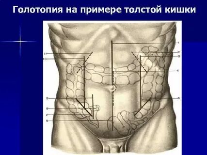 Топография кишок