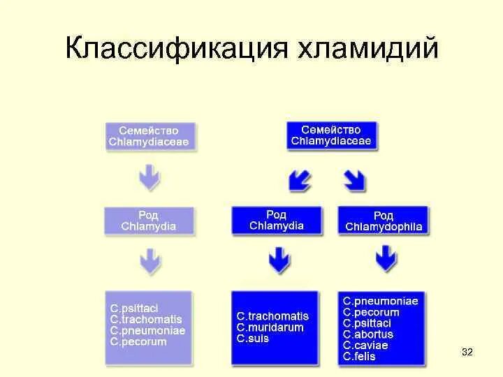 Типы хламидий. Классификация патогенных риккетсий. Хламидии классификация микробиология. Классификация хламидий микробиология. Патогенные представители хламидий.