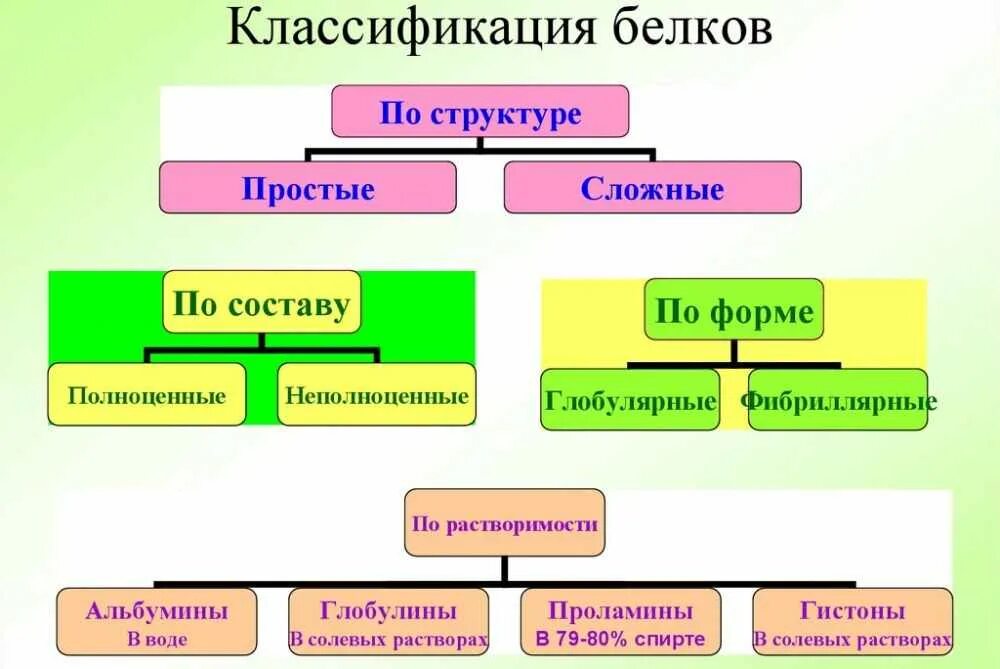 Отдельные функции и структуры. Классификация белков по химическому строению. классификация и функции белков. схема классификации белков. белки классификация химия.