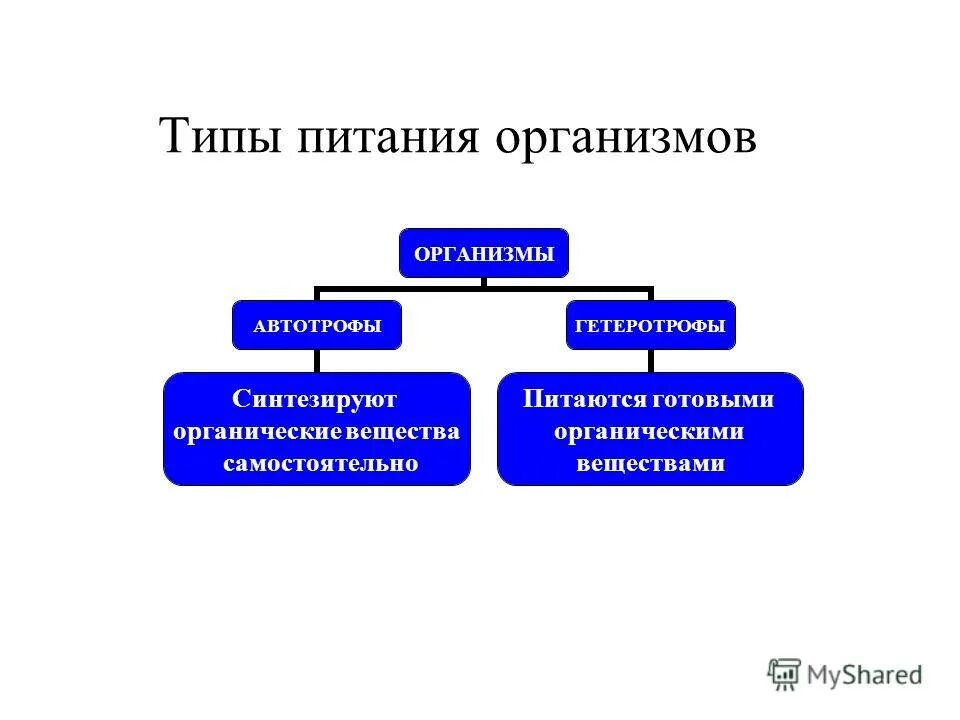 Питание организмов 10 класс