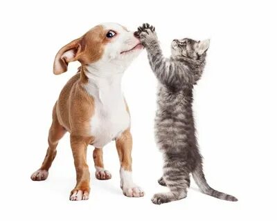 Dog and cat playing