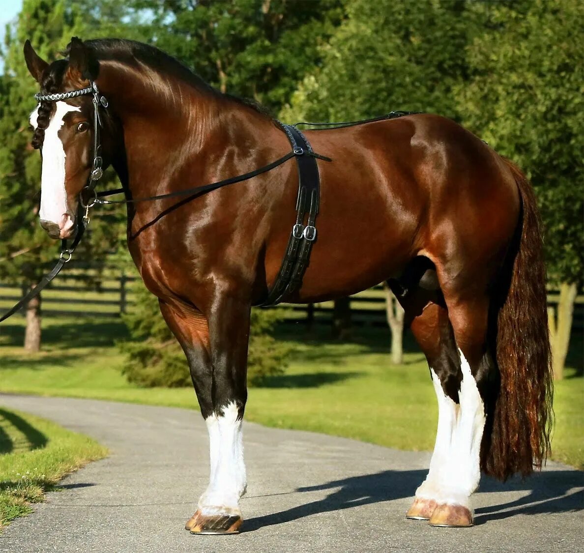 Порода шайр. Большой лошади фото. Лошади породы шайр. Большой лошади фото. Шайр английский тяжеловоз.