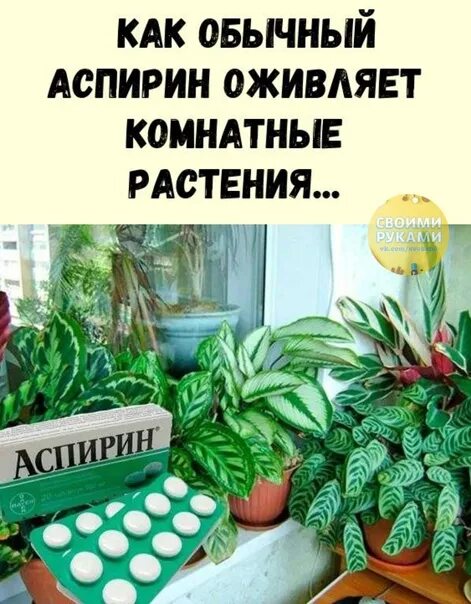 Аспирин для подкормки цветов. Аспирин для цветов. Подкормка цветов аспирином. Аспирин для цветов комнатных. Опрыскивание комнатных растений.