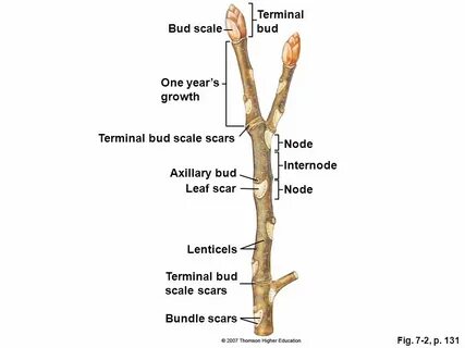Bud перевод
