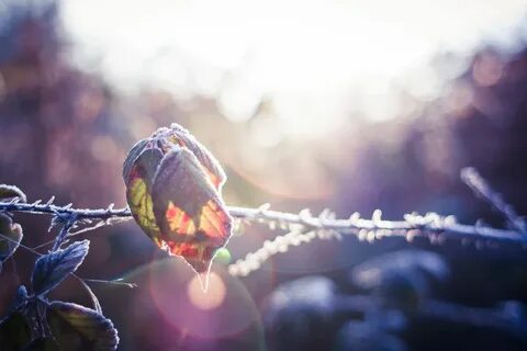 Хижина утренней росы хср