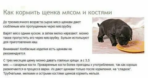 С какого возраста щенку можно мясо