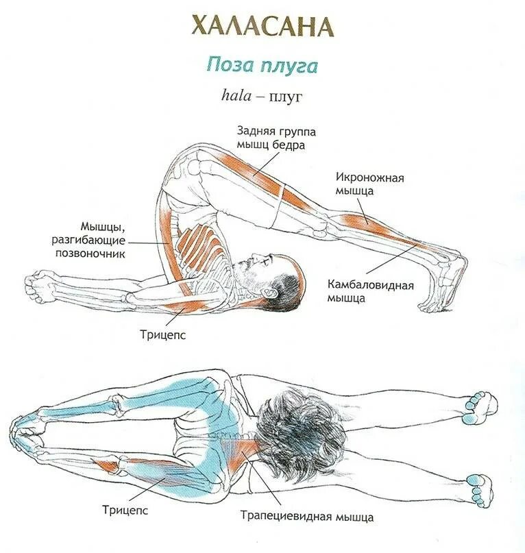 Упражнения на спину польза. Халасана. Халасана поза. Халасана анатомия. Поза плуга йога.