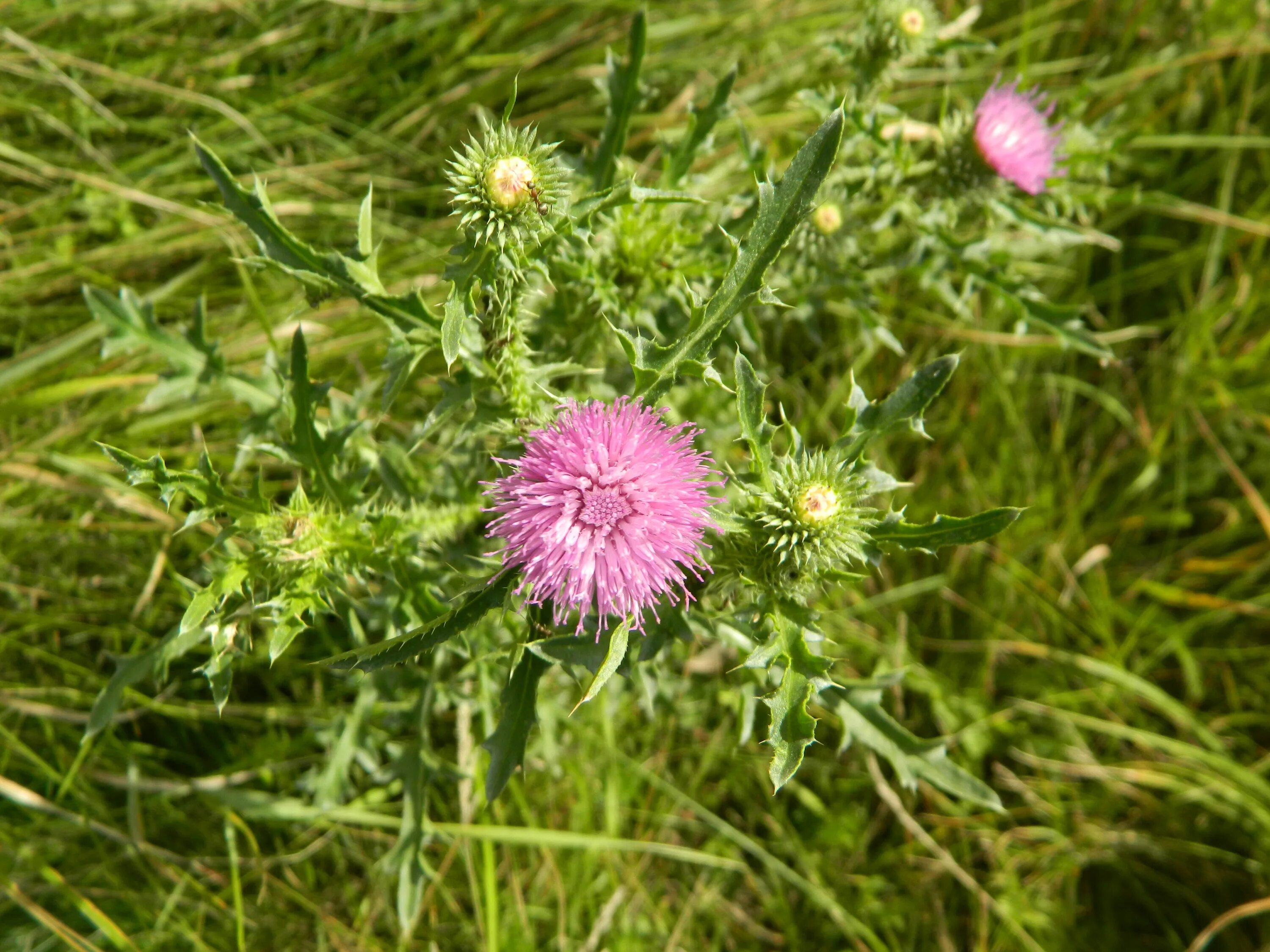 Invasive Species Spotlight: Creeping thistle Brandywine Conservancy and Museum o